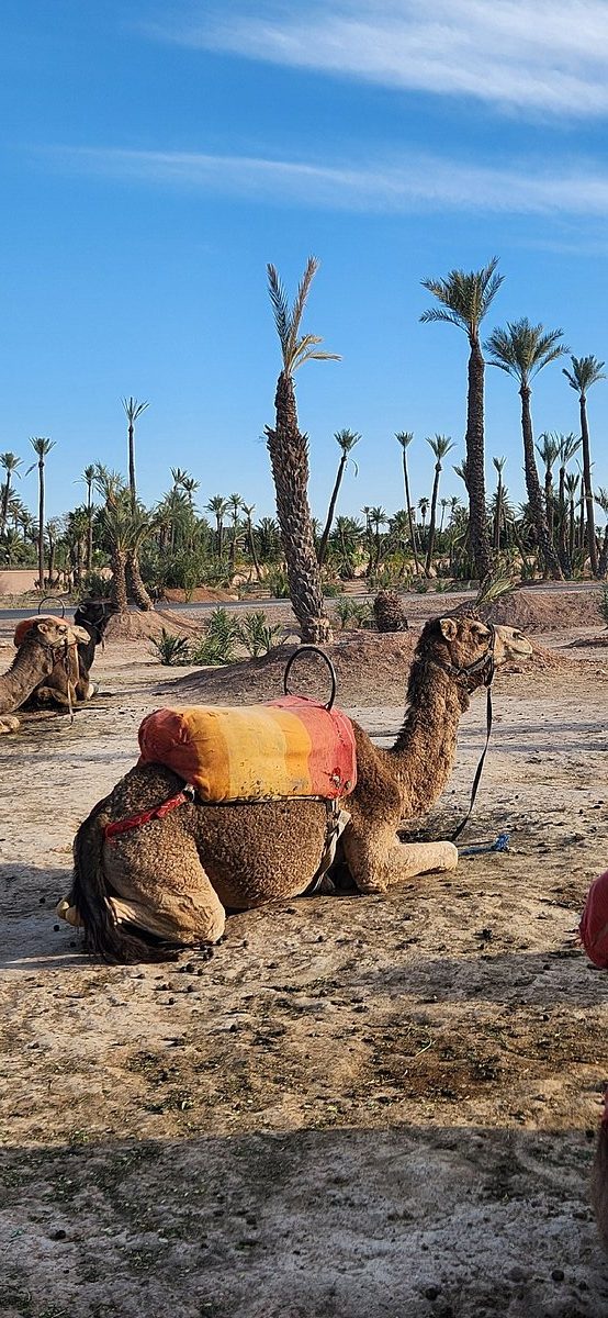 Private Marrakech excursion, camel ride or quad from Casablanca
